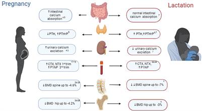 Current and future perspectives on pregnancy and lactation-associated osteoporosis